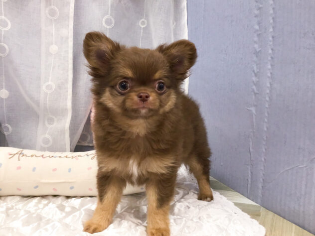 愛知県のチワワ(ロング) (アミーゴ知立店/2025年12月14日生まれ/女の子/チョコレートタンホワイト)の子犬の1枚目の画像