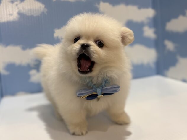 山形県のハーフ犬・ミックス犬 (アミーゴ山形南店/2025年12月23日生まれ/男の子/ホワイト)の子犬の2枚目の画像