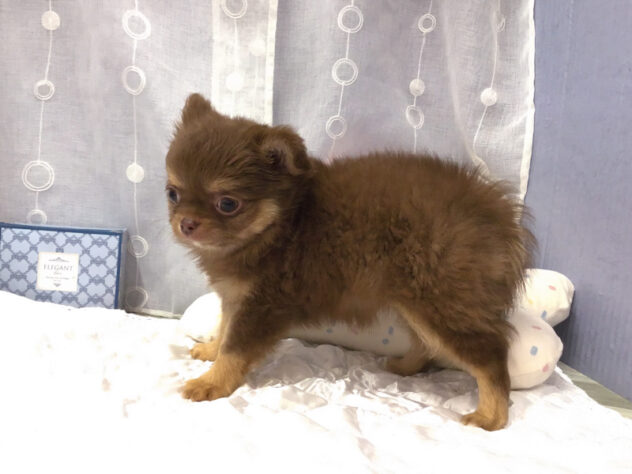 愛知県のチワワ(ロング) (アミーゴ知立店/2025年12月14日生まれ/女の子/チョコレートタンホワイト)の子犬の2枚目の画像