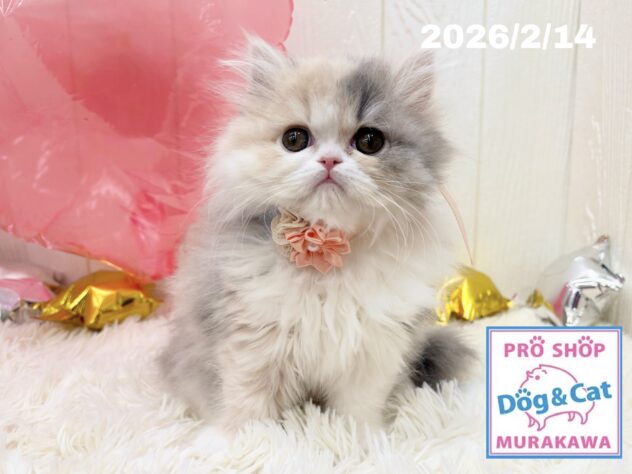 広島県のハーフ猫・ミックス猫 (アミーゴ大町店/2025年12月5日生まれ/女の子/ダイリュートキャリコ)の子猫の3枚目の画像