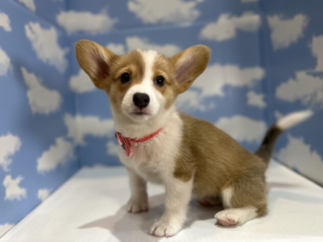 山形県のウェルシュコーギーペンブローク (アミーゴ山形南店/2025年12月23日生まれ/女の子/レッドホワイト)の子犬の3枚目の画像