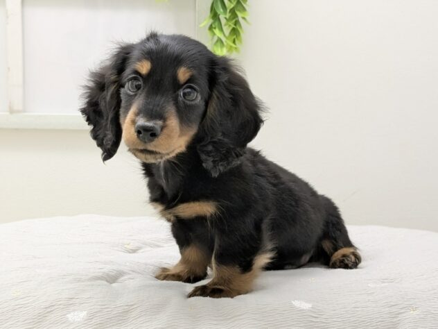 福島県のミニチュアダックスフンド(ロング) (アミーゴ会津若松店/2025年12月6日生まれ/男の子/ブラックタン)の子犬の2枚目の画像