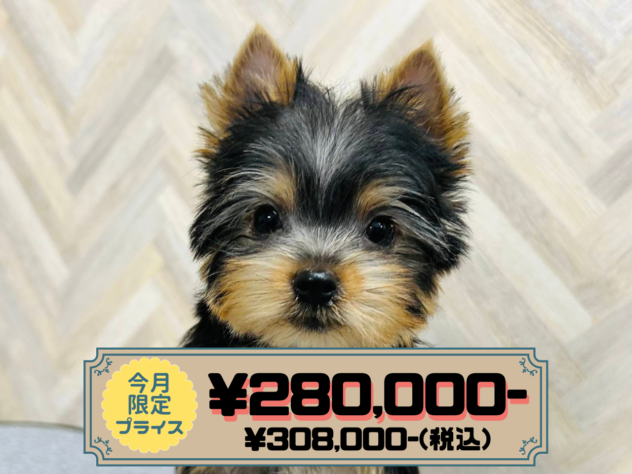 岡山県のヨークシャーテリア (アミーゴ水島店/2025年12月6日生まれ/男の子/スチールブルータン)の子犬の1枚目の画像