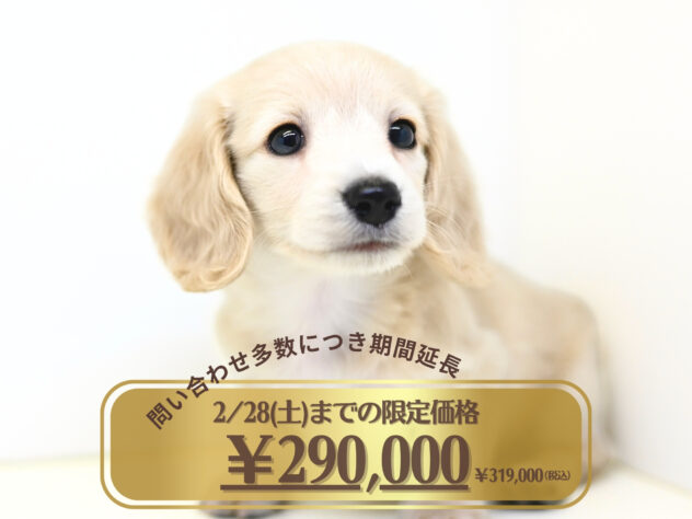 岡山県のミニチュアダックスフンド(ロング) (アミーゴ大安寺店/2025年12月18日生まれ/女の子/イエロー)の子犬の1枚目の画像