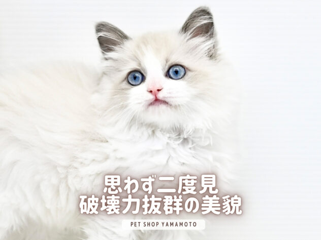 岡山県のラグドール (アミーゴ大安寺店/2025年12月28日生まれ/女の子/ブルーポイントバイカラー)の子猫の1枚目の画像