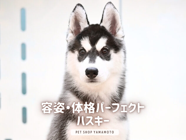 岡山県のシベリアンハスキー (アミーゴ大安寺店/2025年11月9日生まれ/女の子/ブラックホワイト)の子犬の1枚目の画像