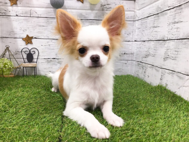 愛知県のチワワ(ロング) (アミーゴ知立店/2025年9月13日生まれ/男の子/クリームゴールド)の子犬の1枚目の画像