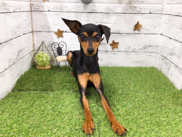 愛知県のミニチュアピンシャー (アミーゴ知立店/2025年8月2日生まれ/女の子/ブラックタン)の子犬の1枚目の画像