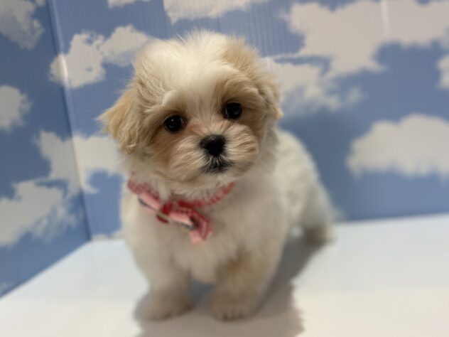 山形県のハーフ犬・ミックス犬 (アミーゴ山形南店/2025年12月22日生まれ/女の子/ホワイトクリーム)の子犬の1枚目の画像