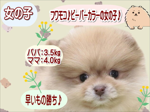 大阪府のポメラニアン (アミーゴ鳳店/2025年12月8日生まれ/女の子/ビーバー)の子犬の1枚目の画像