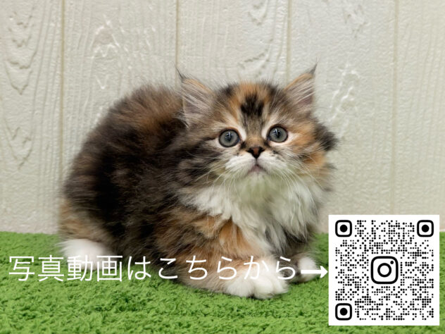 広島県のミヌエット (アミーゴ大町店/2025年12月18日生まれ/女の子/ブラウンパッチドタビーホワイト)の子猫の3枚目の画像