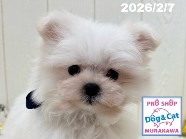 広島県のハーフ犬・ミックス犬 (アミーゴ大町店/2025年12月6日生まれ/男の子/クリーム)の子犬の1枚目の画像