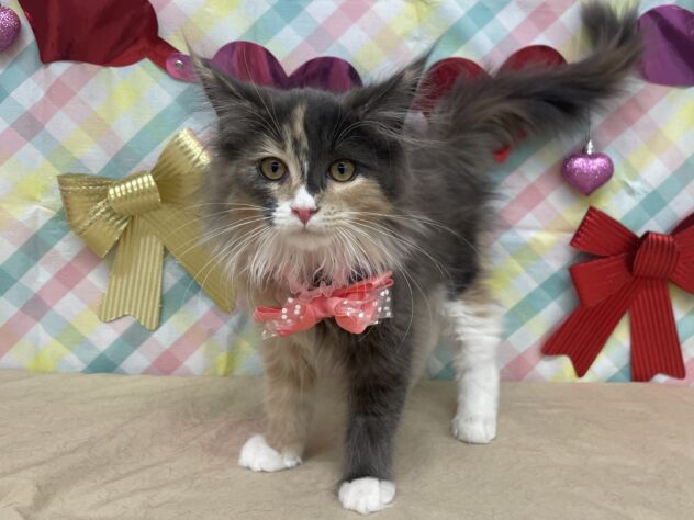 山形県のメインクーン (アミーゴ酒田店/2025年10月22日生まれ/女の子/ブルーパッチドタビーホワイト)の子猫