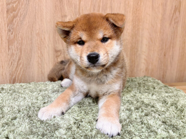 広島県の柴犬(標準サイズ) (アミーゴ広島商工センター店/2026年3月8日生まれ/男の子/赤)の子犬の1枚目の画像