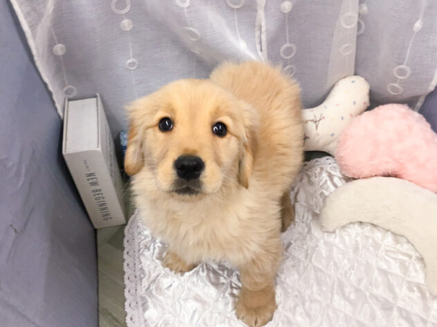 愛知県のゴールデンレトリバー (アミーゴ知立店/2025年12月7日生まれ/女の子/ゴールデン)の子犬の3枚目の画像