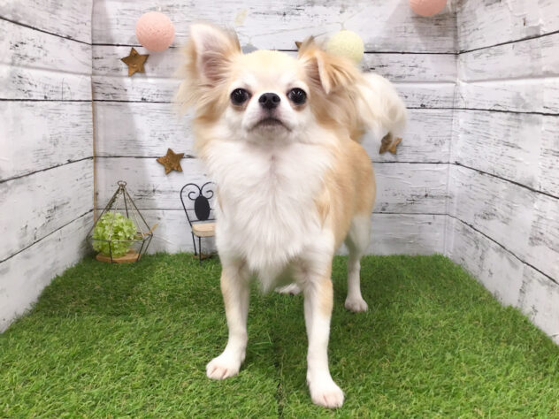 愛知県のチワワ(ロング) (アミーゴ知立店/2025年5月21日生まれ/女の子/ブルーフォーンホワイト)の子犬の1枚目の画像