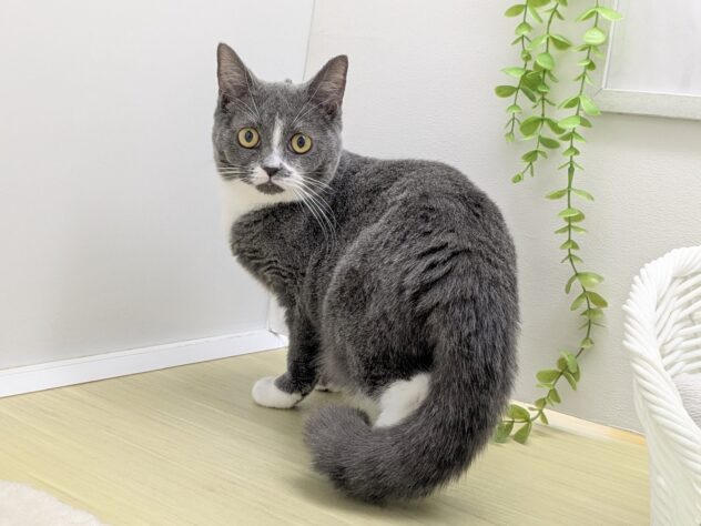 福島県のブリティッシュショートヘアー (アミーゴ会津若松店/2025年7月11日生まれ/女の子/ブルーホワイト)の子猫の2枚目の画像