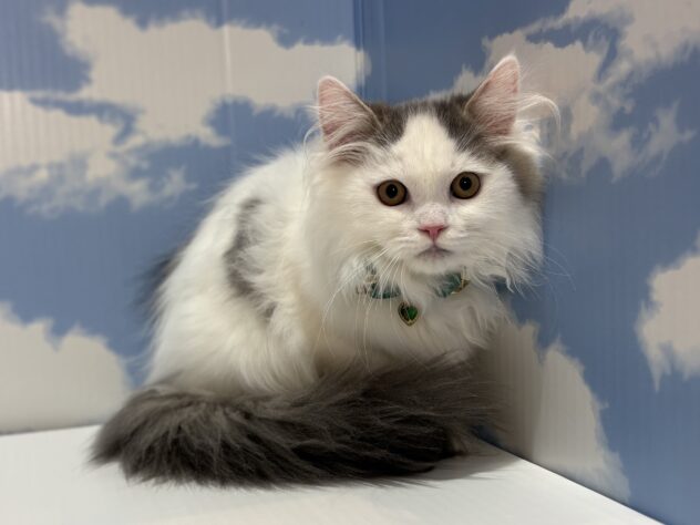 山形県のラガマフィン (アミーゴ山形南店/2025年10月8日生まれ/男の子/ブルーホワイト)の子猫の2枚目の画像