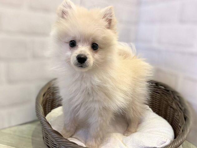 秋田県のポメラニアン (アミーゴ秋田茨島店/2025年10月26日生まれ/男の子/クリーム)の子犬