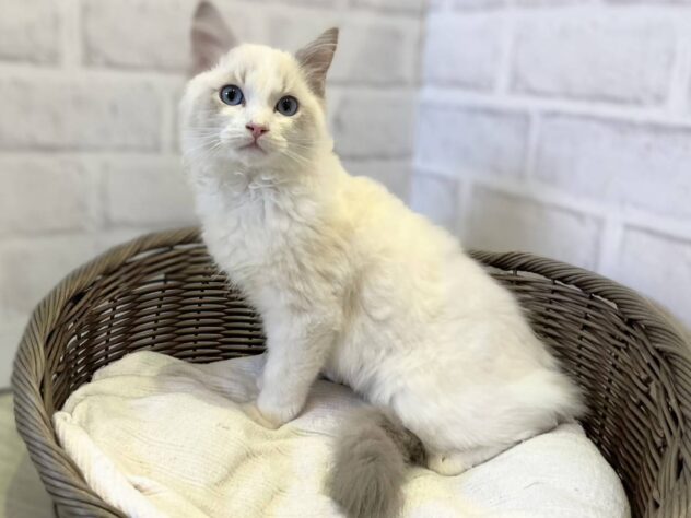 秋田県のラグドール (アミーゴ秋田茨島店/2025年11月23日生まれ/男の子/ブルーポイントバイカラー)の子猫