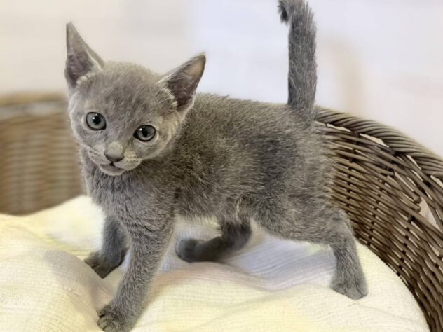 秋田県のロシアンブルー (アミーゴ秋田茨島店/2025年12月7日生まれ/女の子/ブルー)の子猫