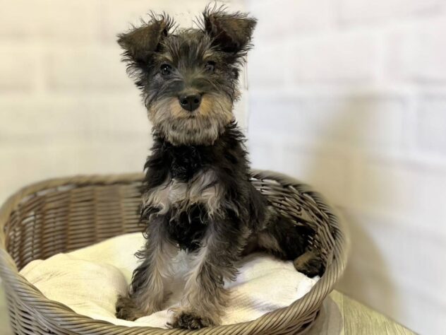 秋田県のハーフ犬・ミックス犬 (アミーゴ秋田茨島店/2025年11月7日生まれ/女の子/その他色)の子犬