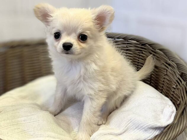 秋田県のチワワ(ロング) (アミーゴ秋田茨島店/2025年12月14日生まれ/男の子/クリームホワイト)の子犬