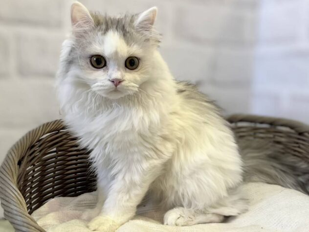 秋田県のミヌエット (アミーゴ秋田茨島店/2025年10月12日生まれ/女の子/シルバータビーホワイト)の子猫