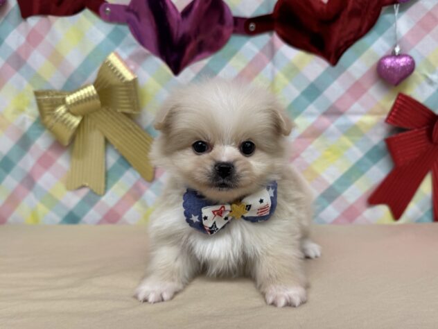 2025年12月21日生まれのハーフ犬・ミックス犬