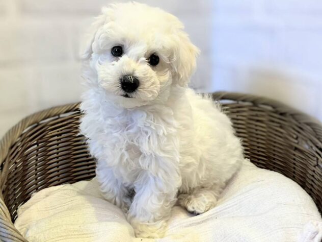 秋田県のビションフリーゼ (アミーゴ秋田茨島店/2025年12月21日生まれ/男の子/ホワイト)の子犬