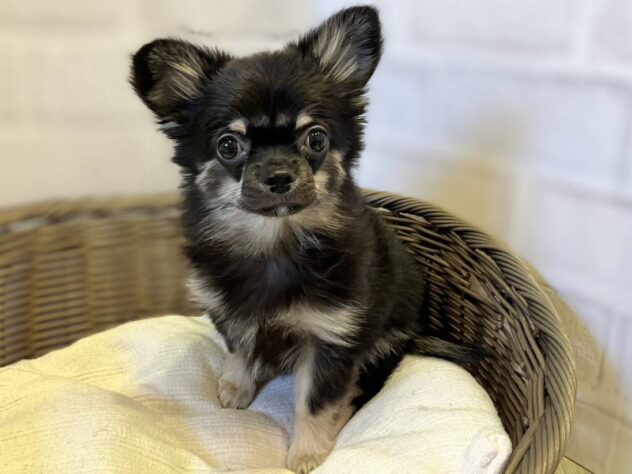 秋田県のチワワ(ロング) (アミーゴ秋田茨島店/2025年11月11日生まれ/男の子/ブラックタン)の子犬