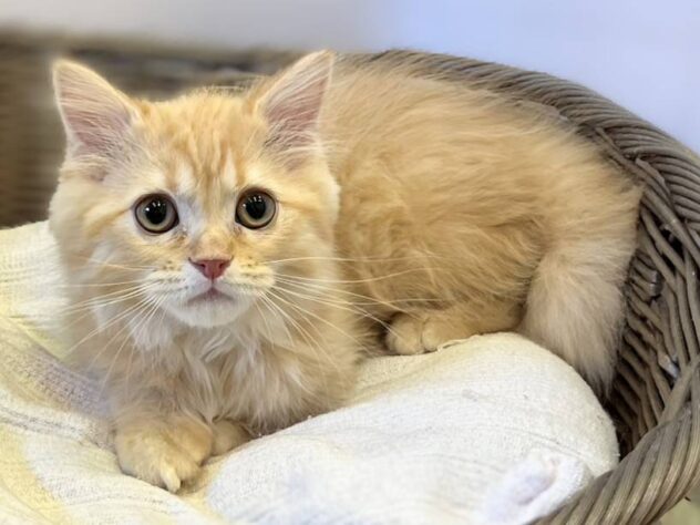 秋田県のマンチカン (アミーゴ秋田茨島店/2025年12月17日生まれ/男の子/レッドタビー)の子猫