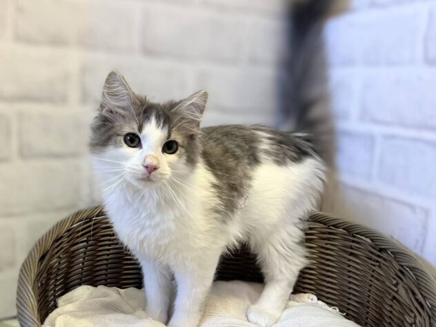 秋田県のノルウェージャンフォレストキャット (アミーゴ秋田茨島店/2025年10月4日生まれ/男の子/ブルータビーホワイト)の子猫