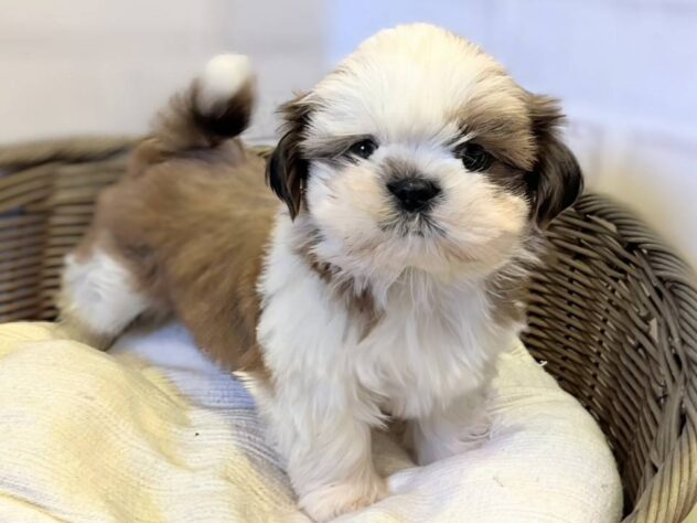 秋田県のシーズー (アミーゴ秋田茨島店/2025年12月16日生まれ/男の子/ゴールドホワイト)の子犬