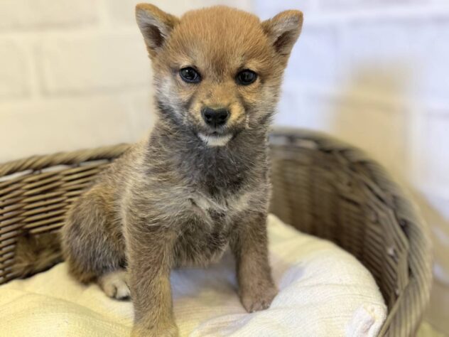 秋田県の柴犬(標準サイズ) (アミーゴ秋田茨島店/2025年12月16日生まれ/女の子/赤)の子犬