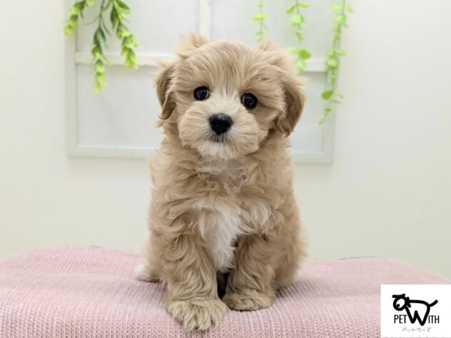 福島県のハーフ犬・ミックス犬 (アミーゴ会津若松店/2025年12月13日生まれ/男の子/アプリコット)の子犬