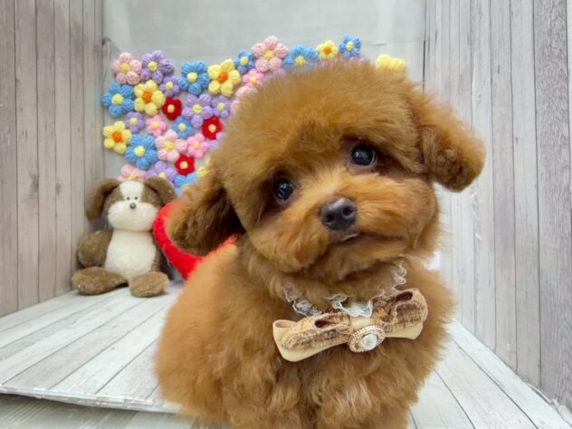 岡山県のトイプードル(トイ) (ワンキャラット アミーゴ高屋店/2025年11月13日生まれ/男の子/レッドフォーン)の子犬の2枚目の画像