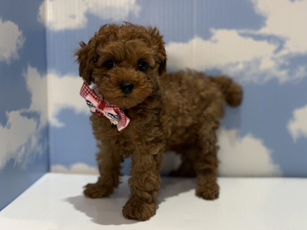 山形県のトイプードル(トイ) (アミーゴ山形南店/2025年12月17日生まれ/女の子/レッド)の子犬の2枚目の画像