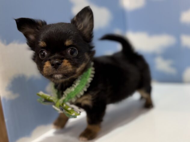 山形県のチワワ(ロング) (アミーゴ山形南店/2025年12月15日生まれ/男の子/ホワイトブラックタン)の子犬の2枚目の画像