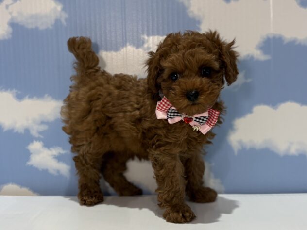 山形県のトイプードル(トイ) (アミーゴ山形南店/2025年12月17日生まれ/女の子/レッド)の子犬の3枚目の画像