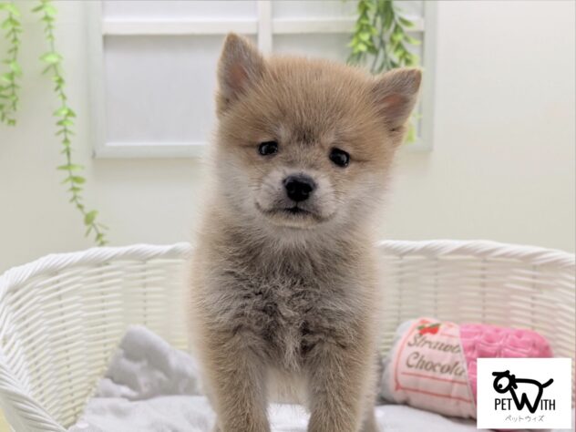 福島県の柴犬(標準サイズ) (アミーゴ会津若松店/2025年12月6日生まれ/男の子/赤)の子犬の1枚目の画像