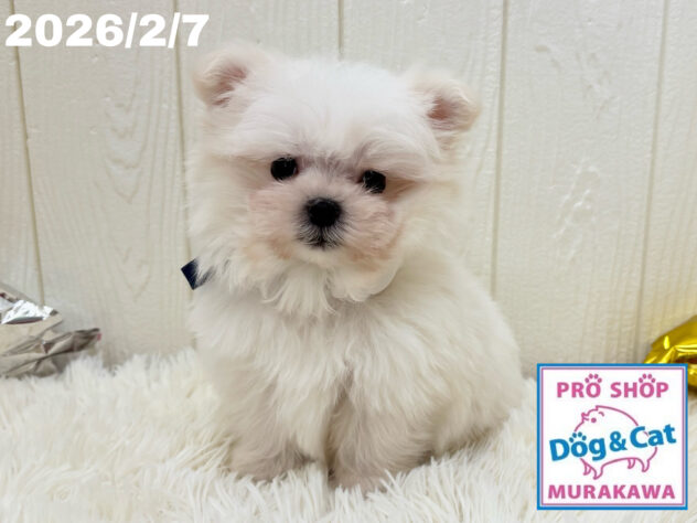 広島県のハーフ犬・ミックス犬 (アミーゴ大町店/2025年12月6日生まれ/男の子/クリーム)の子犬の3枚目の画像