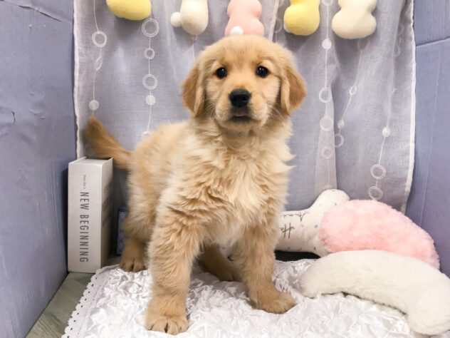 愛知県のゴールデンレトリバー (アミーゴ知立店/2025年12月7日生まれ/女の子/ゴールデン)の子犬の1枚目の画像