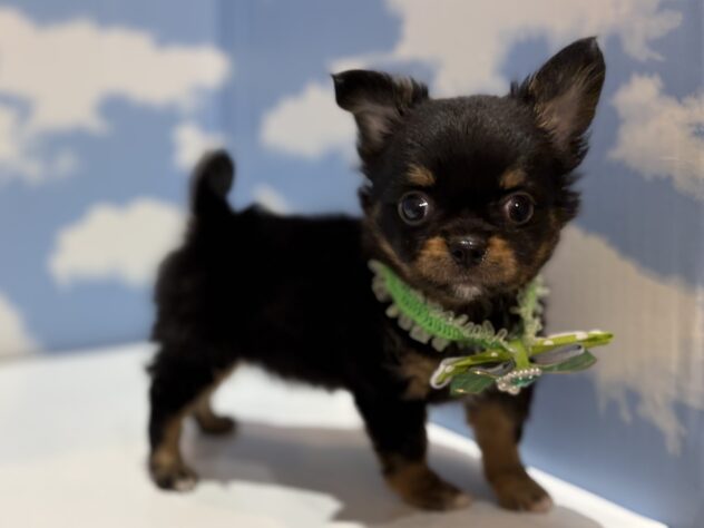 山形県のチワワ(ロング) (アミーゴ山形南店/2025年12月15日生まれ/男の子/ホワイトブラックタン)の子犬の1枚目の画像