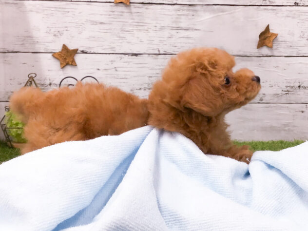 愛知県のトイプードル(トイ) (アミーゴ知立店/2025年12月30日生まれ/男の子/オレンジフォーン)の子犬の3枚目の画像
