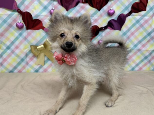 山形県のポメラニアン (アミーゴ酒田店/2025年9月16日生まれ/女の子/ウルフセーブル)の子犬の1枚目の画像