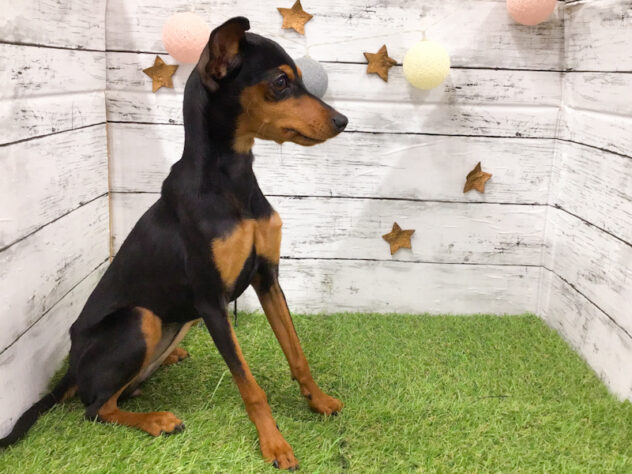 愛知県のミニチュアピンシャー (アミーゴ知立店/2025年8月2日生まれ/女の子/ブラックタン)の子犬の4枚目の画像