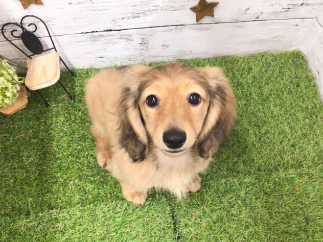 愛知県のカニンヘンダックスフンド(ロング) (アミーゴ知立店/2025年11月15日生まれ/男の子/レッド)の子犬の2枚目の画像