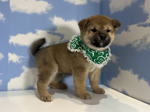 山形県の柴犬(標準サイズ) (アミーゴ山形南店/2025年12月23日生まれ/男の子/赤)の子犬の2枚目の画像