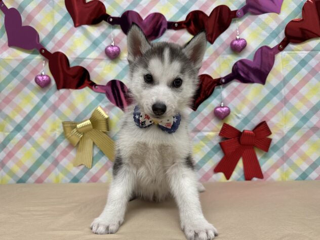 2025年12月21日生まれのシベリアンハスキー